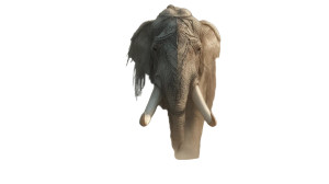 War Elephant Charge V2 Vinyl Car Decal Sticker – Waterproof & UV-Resistant 