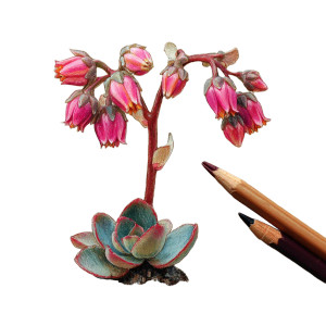 Succulent Flower Drawing Vinyl Car Decal Sticker – Waterproof & UV-Resistant 