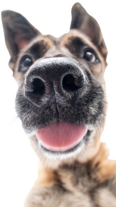 Dog Licking Lens Vinyl Car Decal Sticker – Waterproof & UV-Resistant 