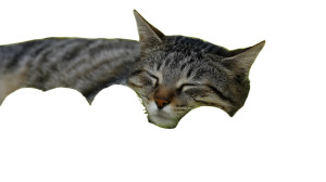 Sleeping Cat V15 Vinyl Car Decal Sticker – Waterproof & UV-Resistant 