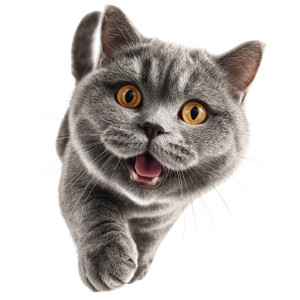 Excited British Shorthair Vinyl Car Decal Sticker – Waterproof & UV-Resistant 