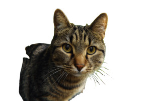 Garden Cat Vinyl Car Decal Sticker – Waterproof & UV-Resistant 