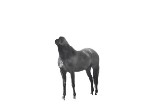 Smoke-Horse Vinyl Car Decal Sticker – Waterproof & UV-Resistant Smoke-Horse Vinyl Car Decal Sticker – Waterproof & UV-Resistant