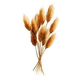 Golden Wheat Bundle Vinyl Car Decal Sticker – Waterproof & UV-Resistant Golden Wheat Bundle Vinyl Car Decal Sticker – Waterproof & UV-Resistant
