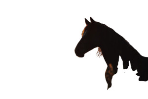 Horse At Sunset Vinyl Car Decal Sticker – Waterproof & UV-Resistant Horse At Sunset Vinyl Car Decal Sticker – Waterproof & UV-Resistant
