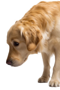 Golden Retriever Sniffing V3 Vinyl Car Decal Sticker – Waterproof & UV-Resistant 