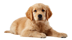 Golden Retriever Puppy V43 Vinyl Car Decal Sticker – Waterproof & UV-Resistant 