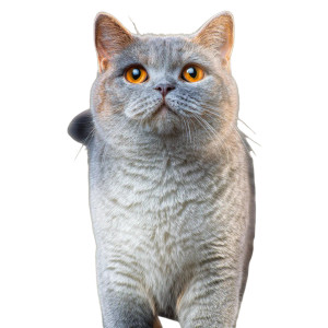 Blue Cat V5 Vinyl Car Decal Sticker – Waterproof & UV-Resistant 
