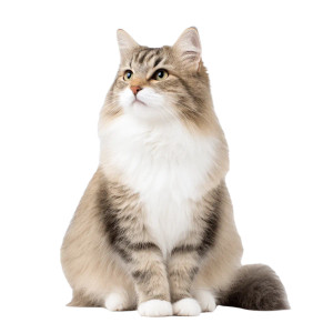 Long Haired Cat V3 Vinyl Car Decal Sticker – Waterproof & UV-Resistant 