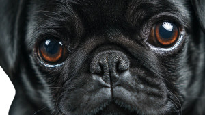 Black Pug Puppy Vinyl Car Decal Sticker – Waterproof & UV-Resistant 