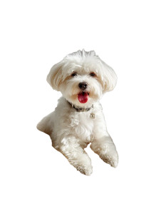 Smiling Bichon V2 Vinyl Car Decal Sticker – Waterproof & UV-Resistant 
