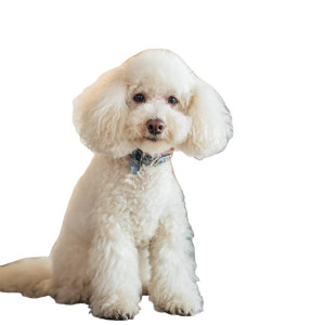 Happy Poodle Grooming Vinyl Car Decal Sticker – Waterproof & UV-Resistant Happy Poodle Grooming Vinyl Car Decal Sticker – Waterproof & UV-Resistant