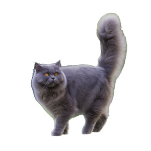 Fluffy Gray Cat V5 Vinyl Car Decal Sticker – Waterproof & UV-Resistant 
