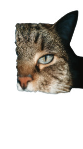 Dramatic Cat Portrait V7 Vinyl Car Decal Sticker – Waterproof & UV-Resistant 