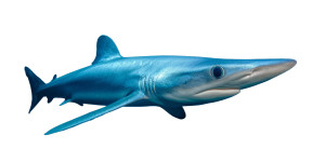 Blue Shark Vinyl Car Decal Sticker – Waterproof & UV-Resistant Blue Shark Vinyl Car Decal Sticker – Waterproof & UV-Resistant