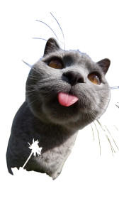 Blue Cat Licking V2 Vinyl Car Decal Sticker – Waterproof & UV-Resistant Blue Cat Licking V2 Vinyl Car Decal Sticker – Waterproof & UV-Resistant