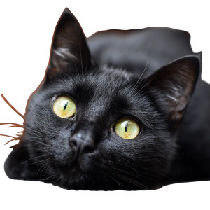Black Cat V27 Vinyl Car Decal Sticker – Waterproof & UV-Resistant 