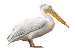 Pelican Vinyl Car Decal Sticker – Waterproof & UV-Resistant Pelican Vinyl Car Decal Sticker – Waterproof & UV-Resistant