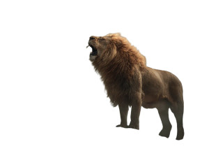 Majestic Lion Roaring V3 Vinyl Car Decal Sticker – Waterproof & UV-Resistant Majestic Lion Roaring V3 Vinyl Car Decal Sticker – Waterproof & UV-Resistant