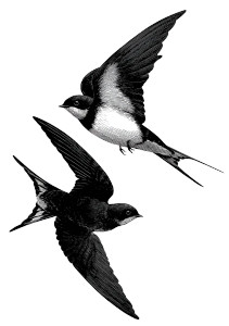 Swallows In Flight Vinyl Car Decal Sticker – Waterproof & UV-Resistant 