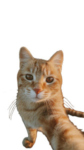Tabby Cat Selfie V3 Vinyl Car Decal Sticker – Waterproof & UV-Resistant 