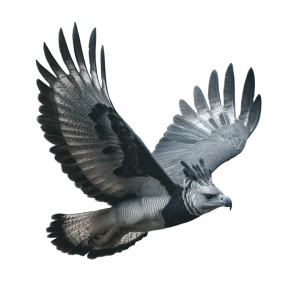 Harpy Eagle Vinyl Car Decal Sticker – Waterproof & UV-Resistant 