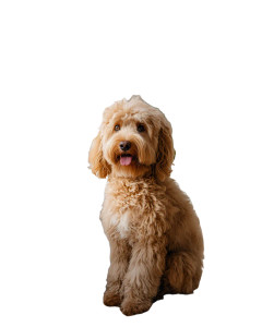 Fluffy Dog Sitting Vinyl Car Decal Sticker – Waterproof & UV-Resistant 