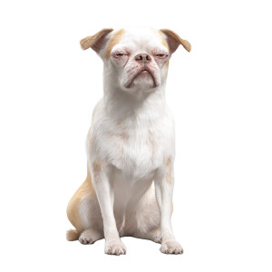 Ugly Dog Vinyl Car Decal Sticker – Waterproof & UV-Resistant 