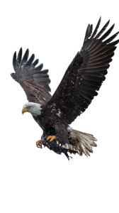 Bald Eagle Prey Vinyl Car Decal Sticker – Waterproof & UV-Resistant Bald Eagle Prey Vinyl Car Decal Sticker – Waterproof & UV-Resistant