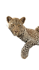 Solitary Leopard Vinyl Car Decal Sticker – Waterproof & UV-Resistant  Solitary Leopard Vinyl Car Decal Sticker – Waterproof & UV-Resistant