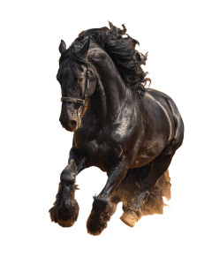 Ragging Black Stallion Vinyl Car Decal Sticker – Waterproof & UV-Resistant 