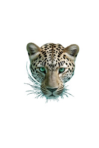 Majestic Amur Leopard V4 Vinyl Car Decal Sticker – Waterproof & UV-Resistant Majestic Amur Leopard V4 Vinyl Car Decal Sticker – Waterproof & UV-Resistant