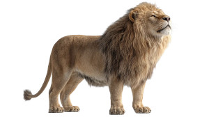 African Lion V2 Vinyl Car Decal Sticker – Waterproof & UV-Resistant African Lion V2 Vinyl Car Decal Sticker – Waterproof & UV-Resistant