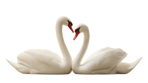 Elegant Swan Love Vinyl Car Decal Sticker – Waterproof & UV-Resistant 