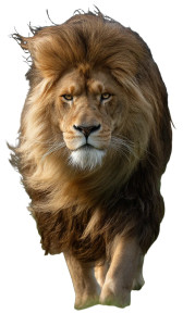 Majestic Lion V12 Vinyl Car Decal Sticker – Waterproof & UV-Resistant 