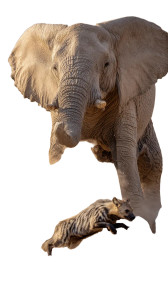 Elephant Trampling Hyena Vinyl Car Decal Sticker – Waterproof & UV-Resistant 