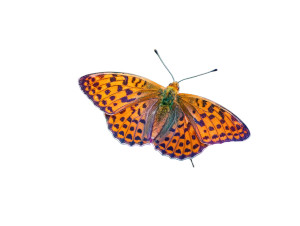 Butterfly On Flower V5 Vinyl Car Decal Sticker – Waterproof & UV-Resistant Butterfly On Flower V5 Vinyl Car Decal Sticker – Waterproof & UV-Resistant