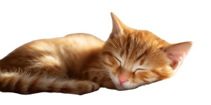 Sleeping Tabby Kitten V2 Vinyl Car Decal Sticker – Waterproof & UV-Resistant 