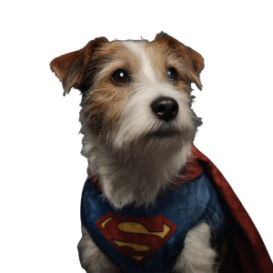 Superman Terrier Vinyl Car Decal Sticker – Waterproof & UV-Resistant 