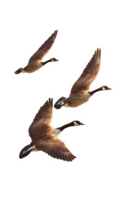Canada Geese Flying Vinyl Car Decal Sticker – Waterproof & UV-Resistant 