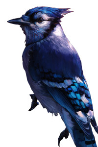 Happy Blue Jay V2 Vinyl Car Decal Sticker – Waterproof & UV-Resistant 
