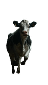 Cow Abduction Scene Vinyl Car Decal Sticker – Waterproof & UV-Resistant 