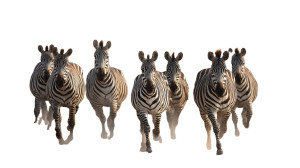 Wild Zebra Stampede Vinyl Car Decal Sticker – Waterproof & UV-Resistant 