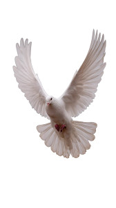 Dove Flying Vinyl Car Decal Sticker – Waterproof & UV-Resistant Dove Flying Vinyl Car Decal Sticker – Waterproof & UV-Resistant