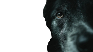 Eerie Night Watchdog Vinyl Car Decal Sticker – Waterproof & UV-Resistant 