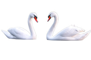 Elegant Swans Gliding Vinyl Car Decal Sticker – Waterproof & UV-Resistant 