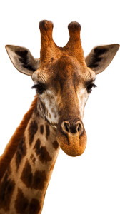 Giraffe Portrait V4 Vinyl Car Decal Sticker – Waterproof & UV-Resistant 