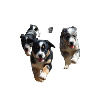 Puppy Stampede Vinyl Car Decal Sticker – Waterproof & UV-Resistant 