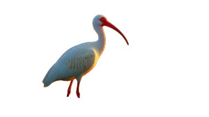 White Ibis Sunset Vinyl Car Decal Sticker – Waterproof & UV-Resistant White Ibis Sunset Vinyl Car Decal Sticker – Waterproof & UV-Resistant