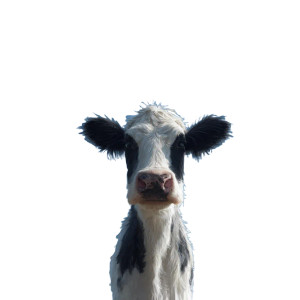 Cow V4 Vinyl Car Decal Sticker – Waterproof & UV-Resistant Cow V4 Vinyl Car Decal Sticker – Waterproof & UV-Resistant